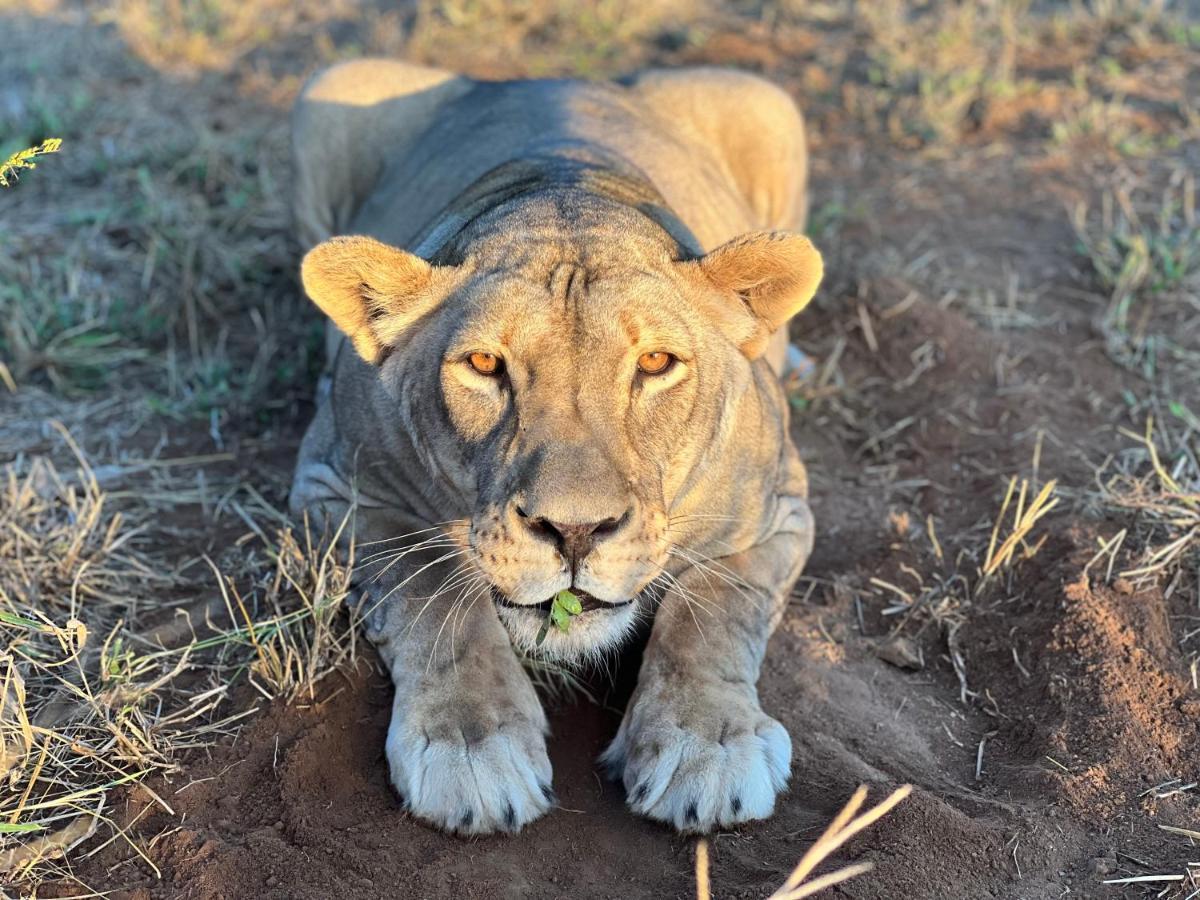 Simba Safaris African Pride Exotic Lodge Lephalale Exterior photo