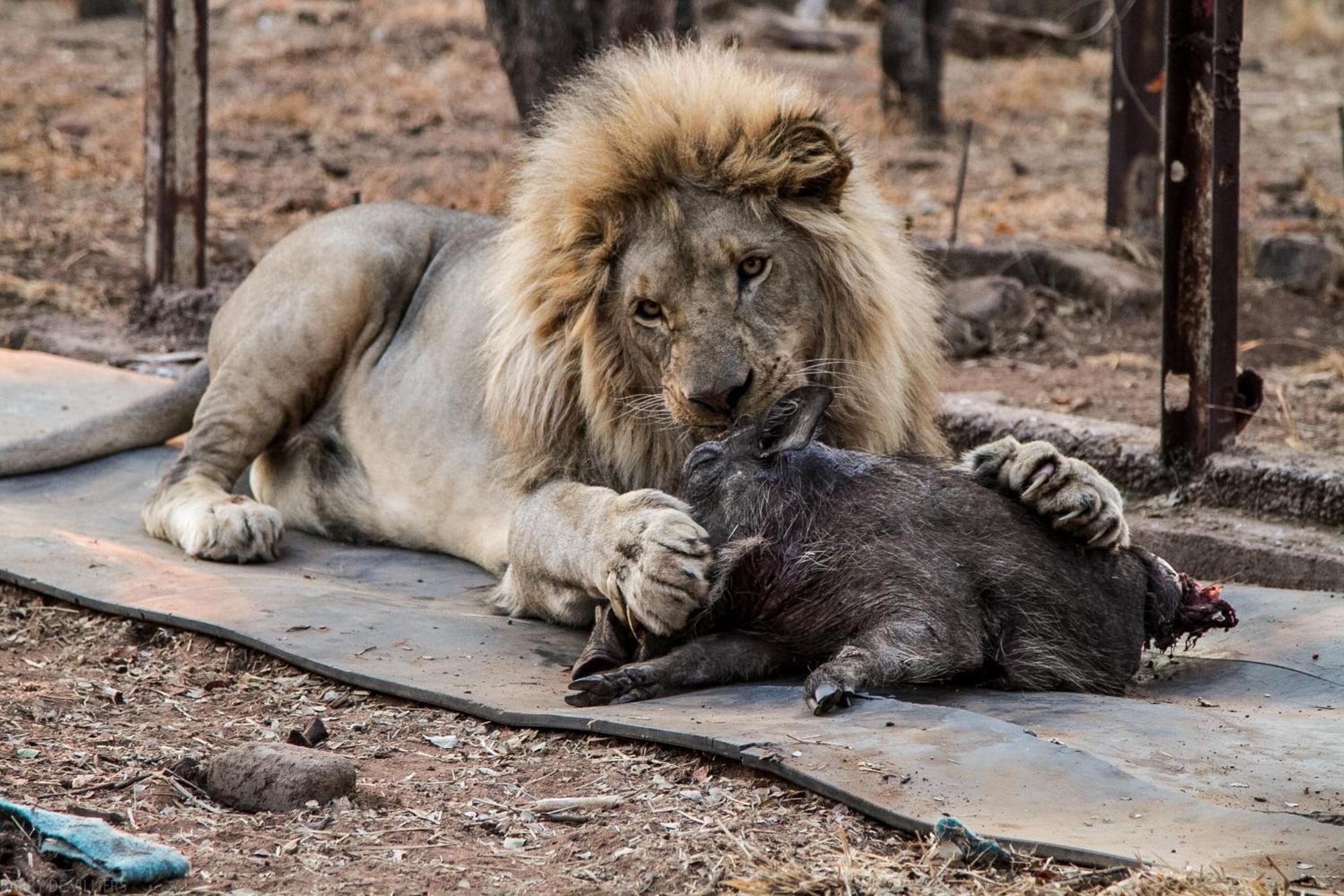 Simba Safaris African Pride Exotic Lodge Lephalale Exterior photo