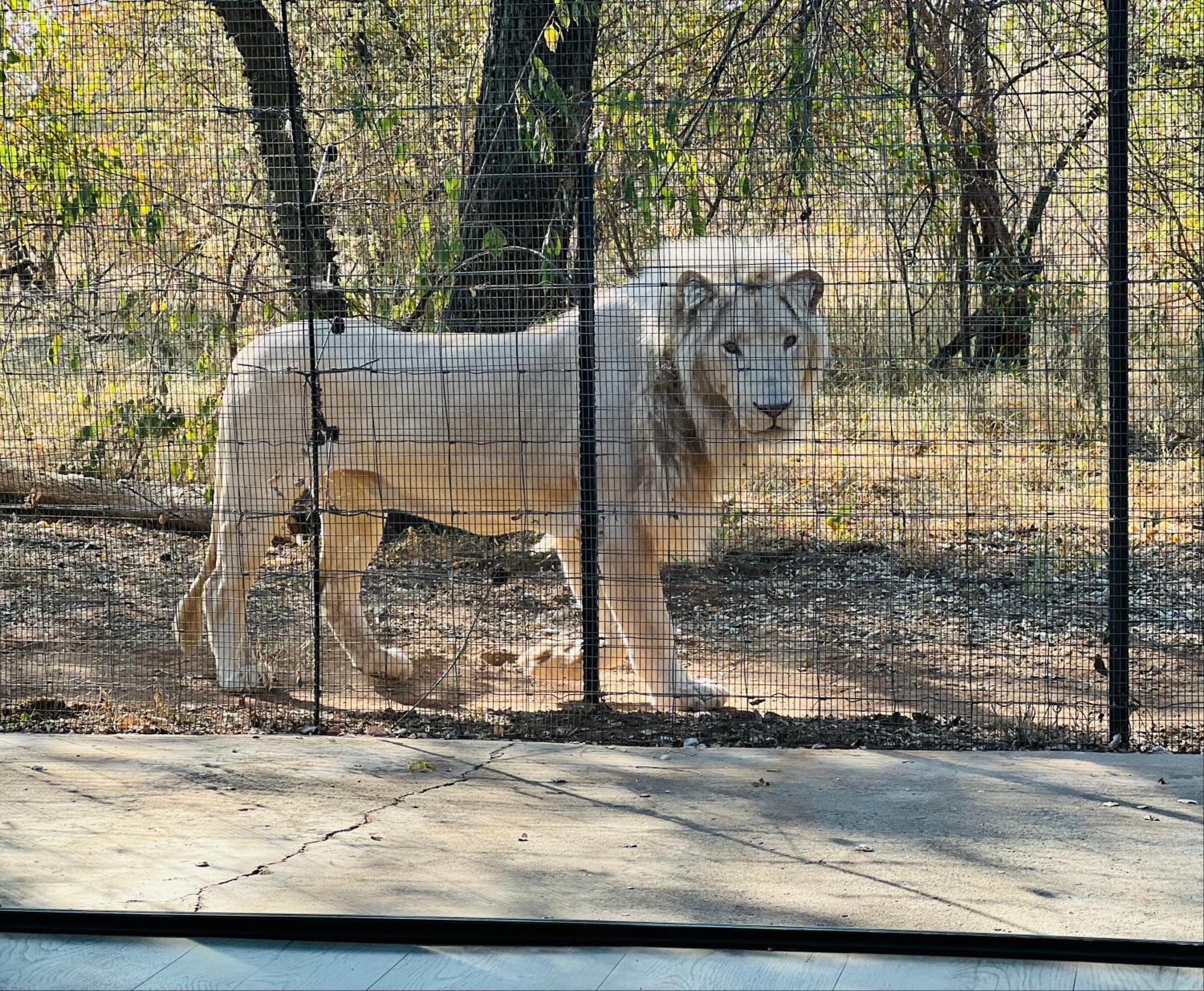 Simba Safaris African Pride Exotic Lodge Lephalale Exterior photo